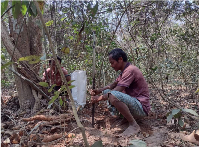 Jungle potatoes being harvested by the Garo community