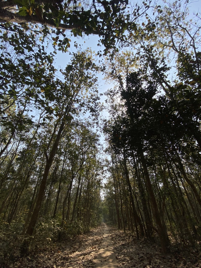 Picture of Shal Forest of Modhupur, Tangail